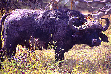 BuffaloTanzania